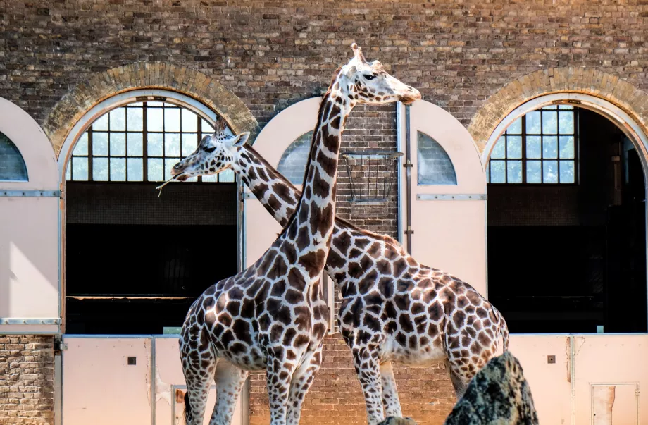 Giraffer i London Zoo