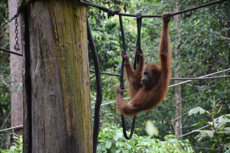 Organgtan Rehabiliteringscenter i Sepiloku, Sabah, Borneo