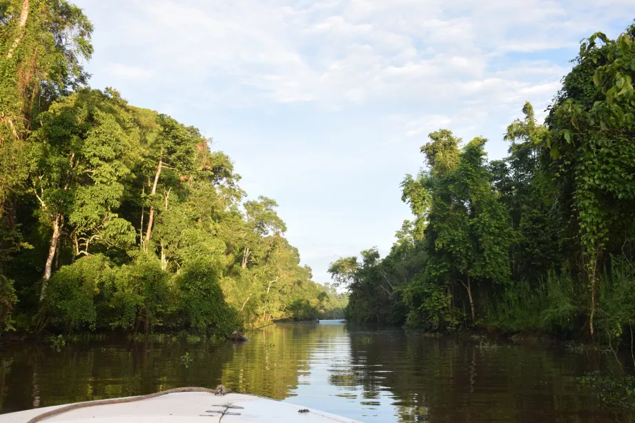 Flodsafari på Kinabatangan-floden, Sabah, Borneo