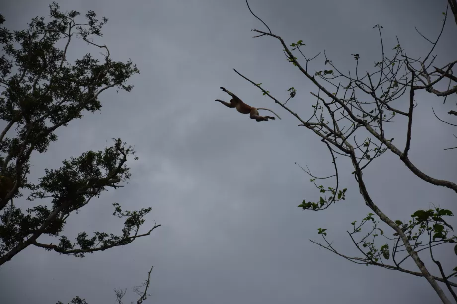 Kinabatangan-floden, Sabah, Borneo