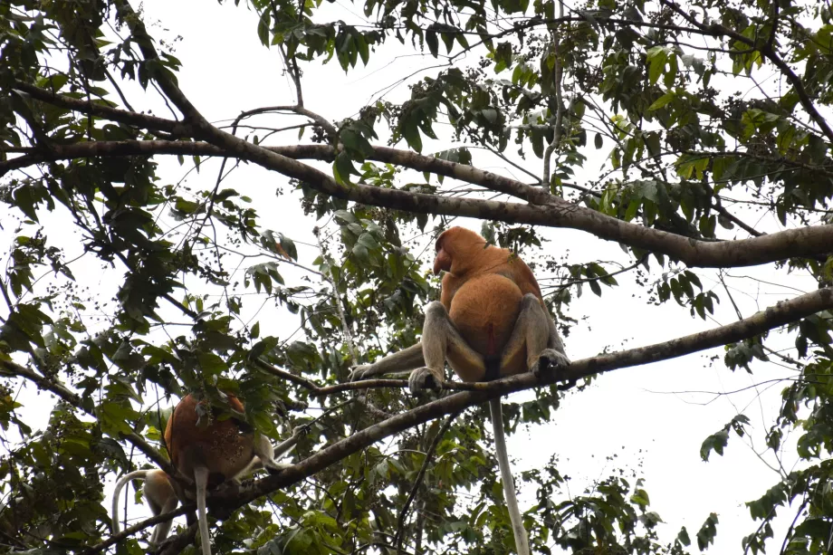 Klias-vådområder, Sabah, Borneo