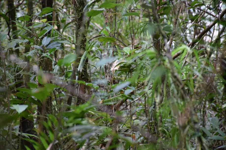 Maliau-flodens afvandingsområde, Sabah, Borneo