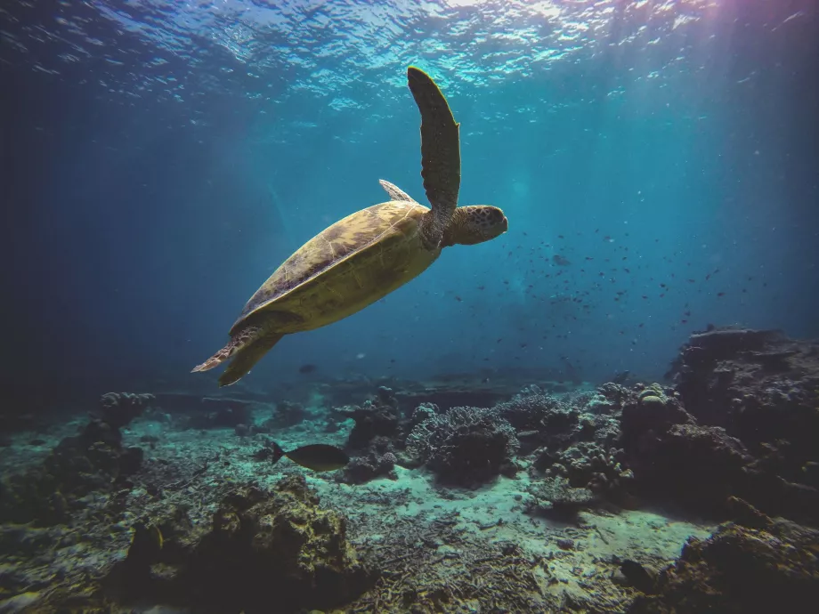 Skildpaddeøen, Sabah, Borneo