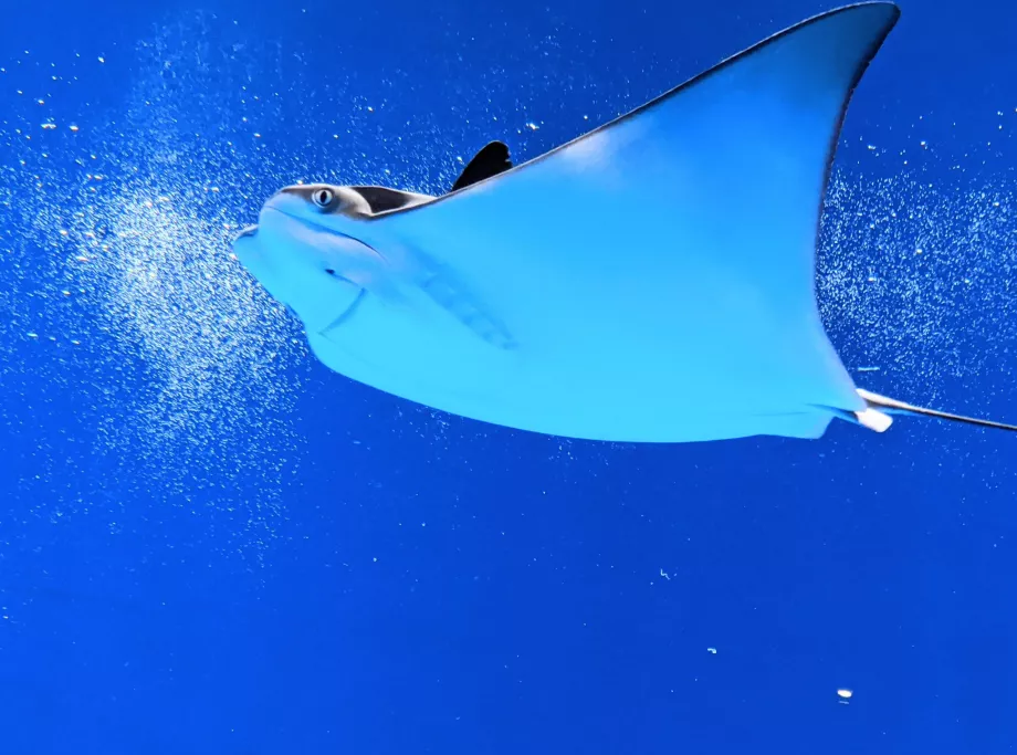 Stingray City