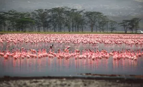 Flamingoer i Nakuru