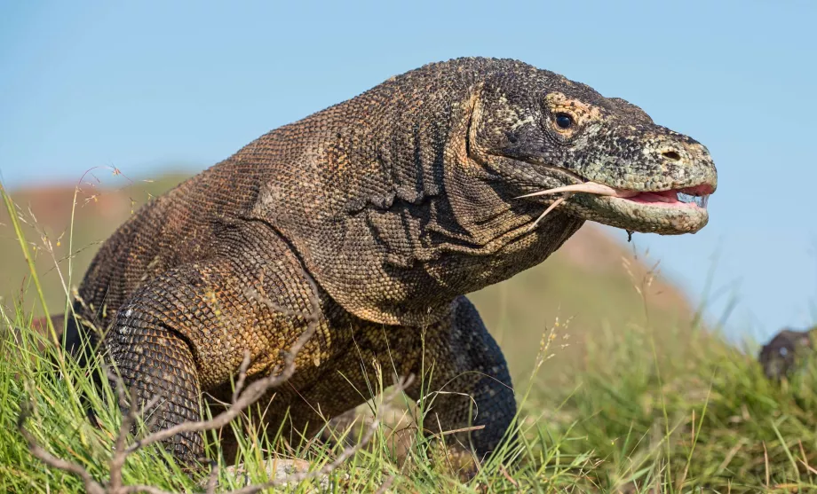 Varan af Komodo