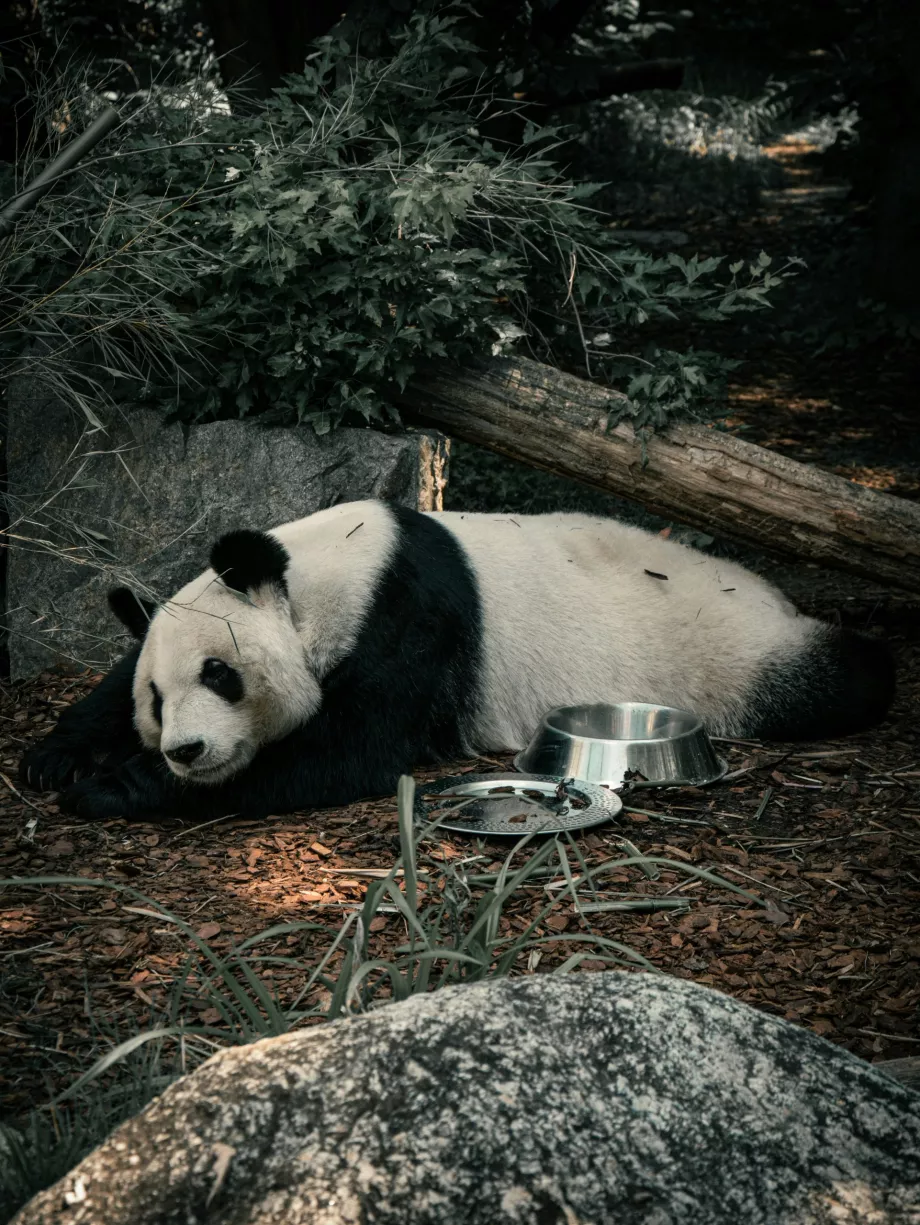 Kæmpe panda i Wiens zoologiske have