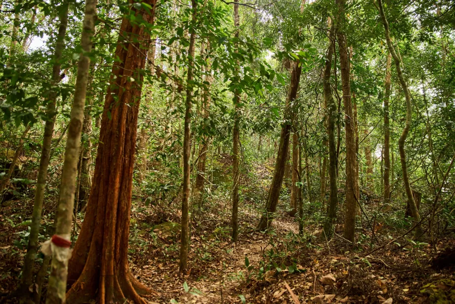 Nationalpark, Phu Quoc, Vietnam