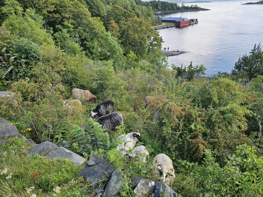 Dyr på øen Hovedoya