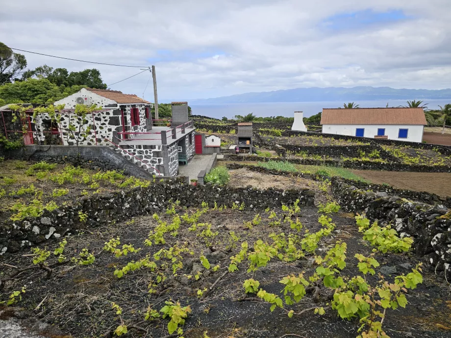 Lava vinmarker, Ribeirinha