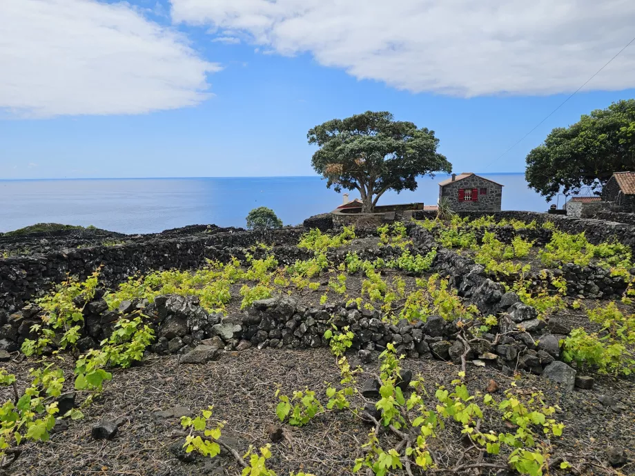 Lava vinmarker