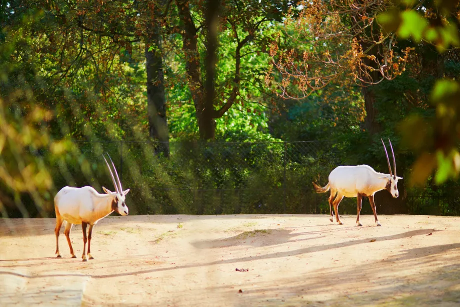 Zoologisk have i Jardin des Plantes