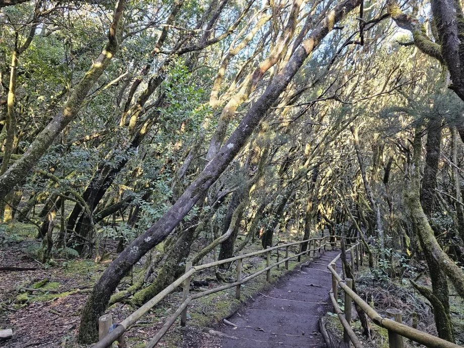 Laurbærskove omkring Laguna Grane