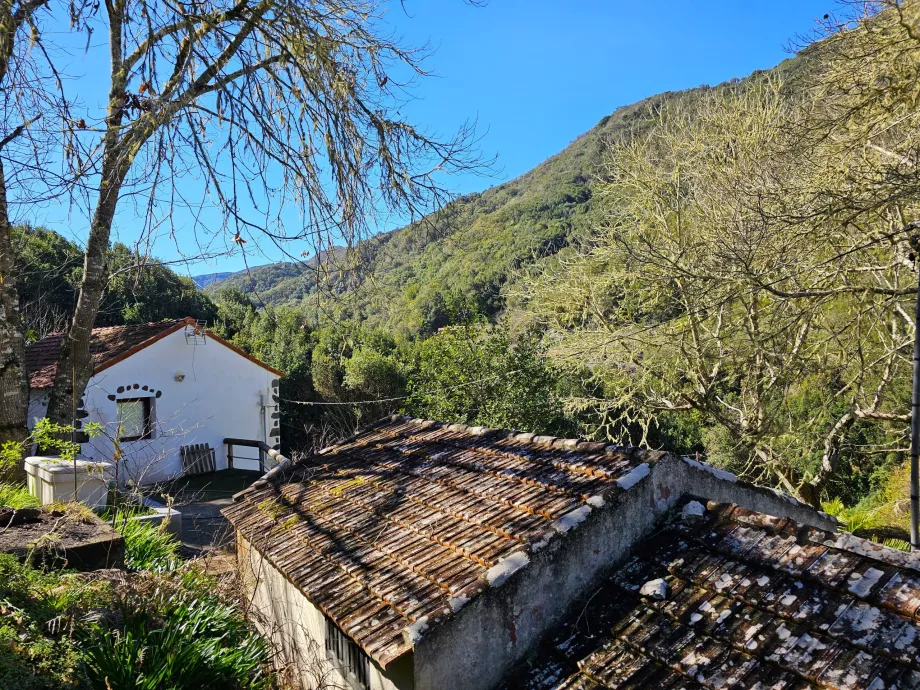 El Cedro