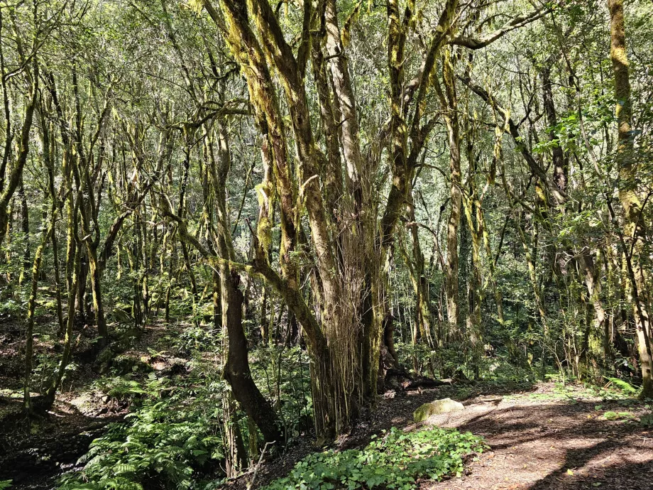 Skovene omkring El Cedro