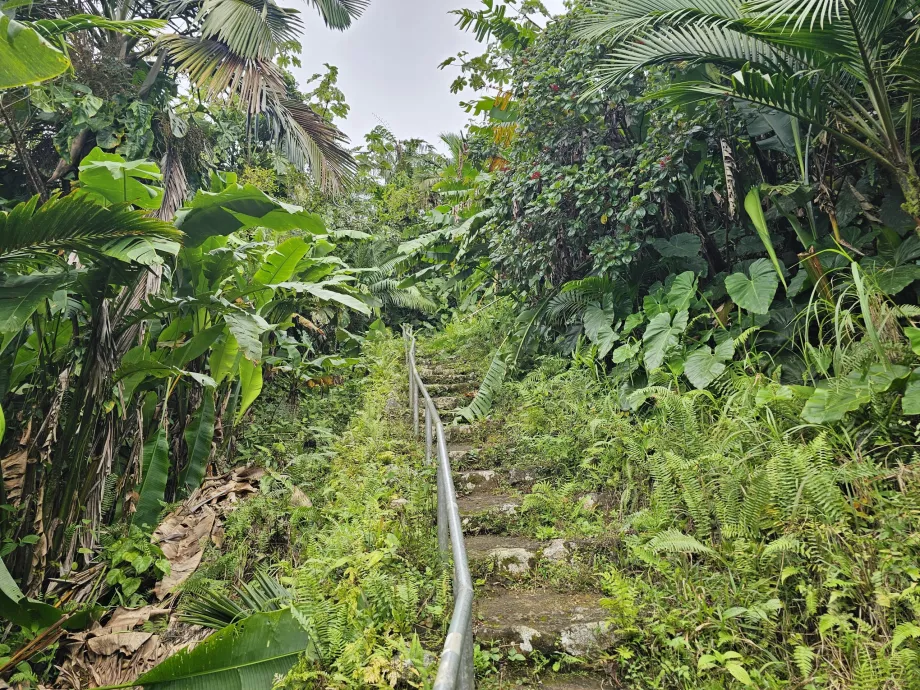 Mount Scenery Trail