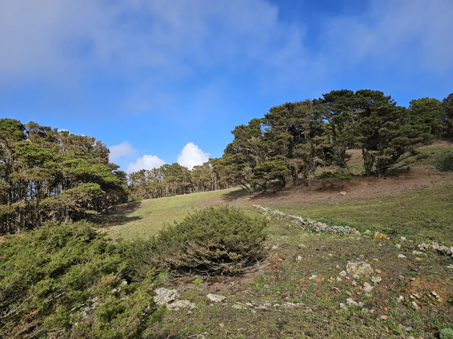 Vest El Hierro