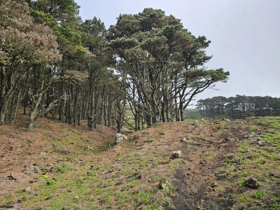 Vest El Hierro