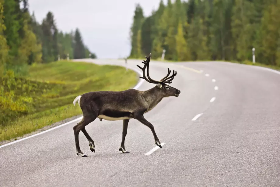 Rensdyr på den anden side af vejen