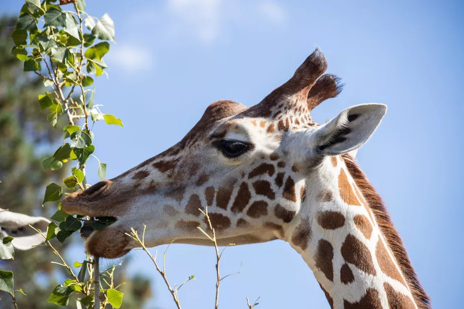 Giraf i Schönbrunn Zoo