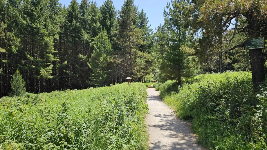 Skove i de lavere højder i Vitosha-bjergene