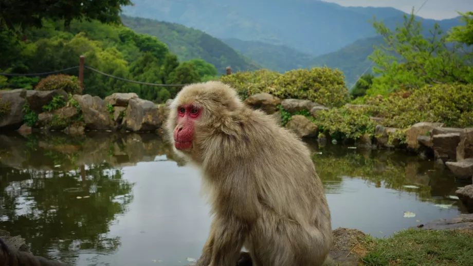 Arashiyama abepark