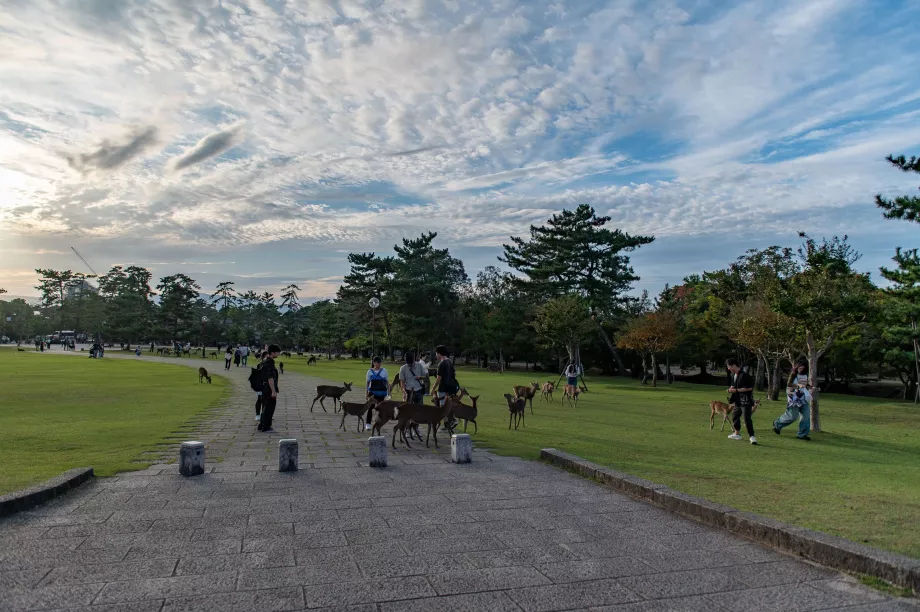 Nara Park