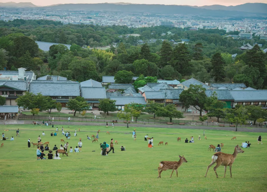 Udsigt fra Nara Park