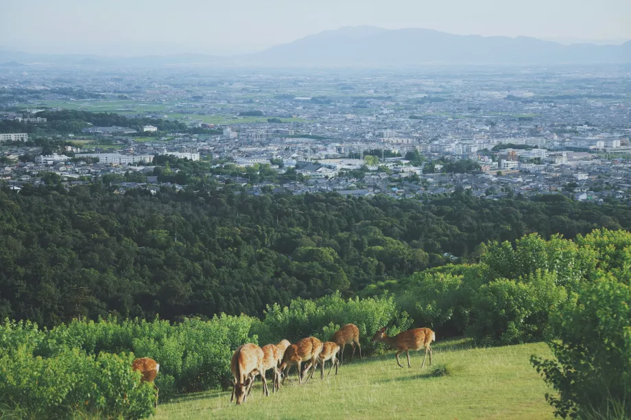 Udsigt fra Nara Park