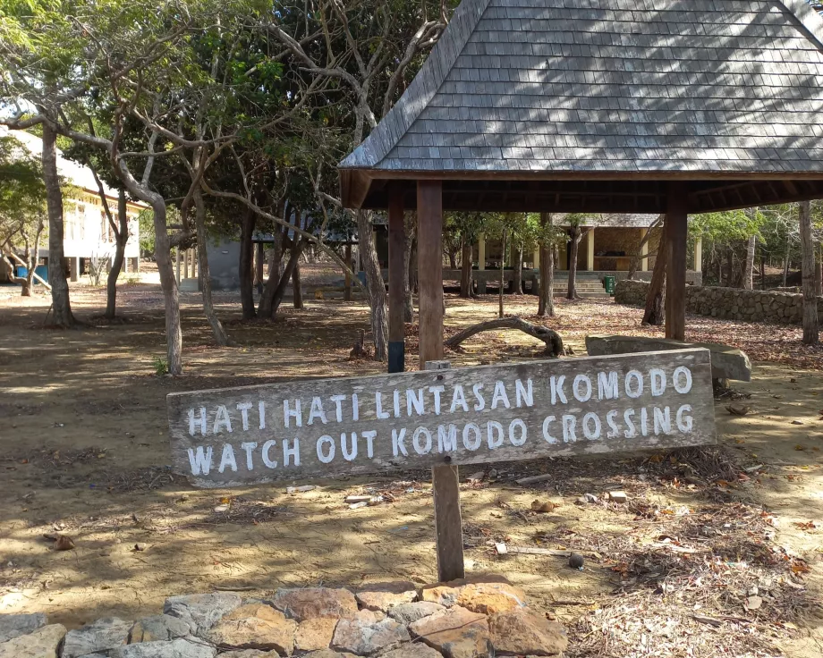 Opmærksomhed, Varanus Komodo-øerne, Indonesien