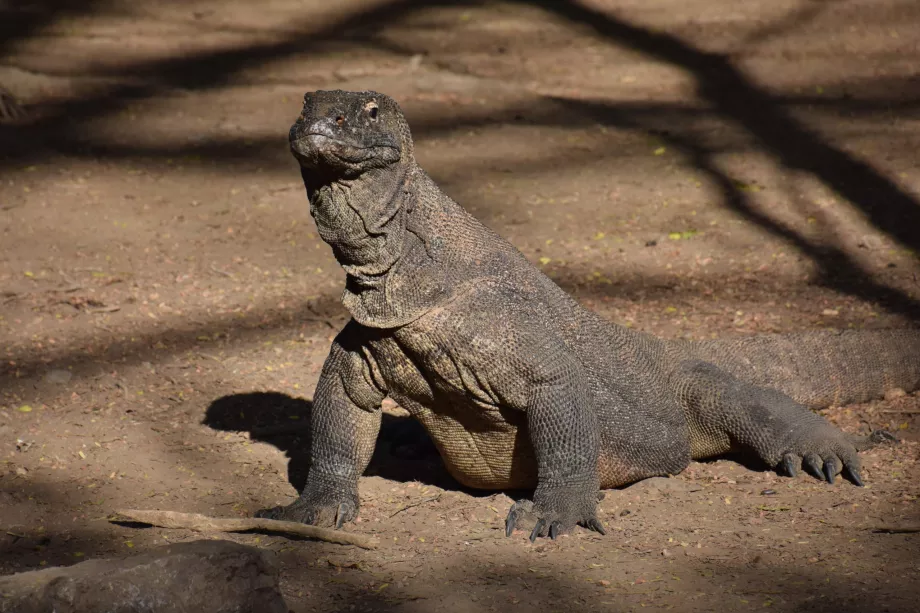 Komodo-øen, Komodo-øerne, Indonesien