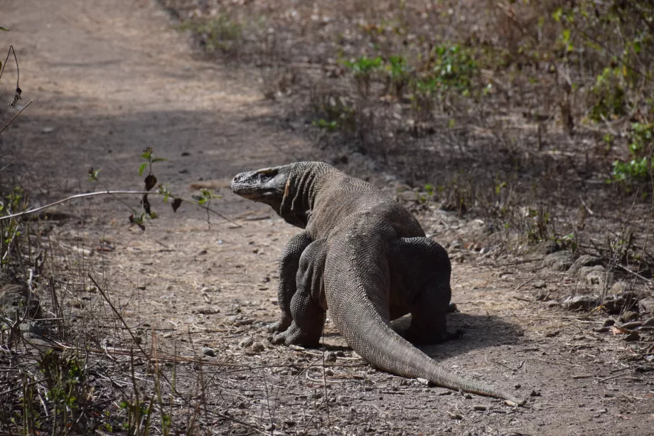 Varan komodo, Komodo-øerne, Indonesien