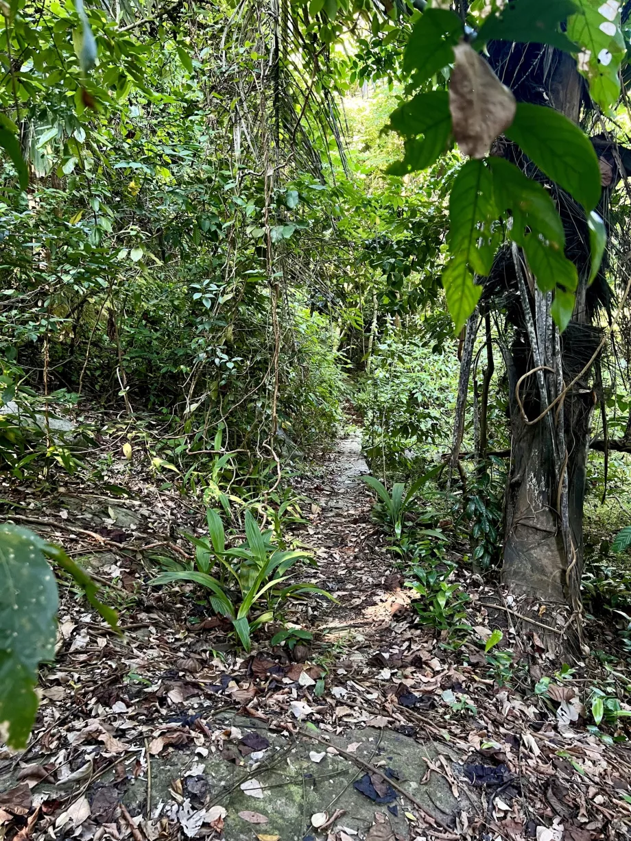 Paya-trekking til Genting, Tioman