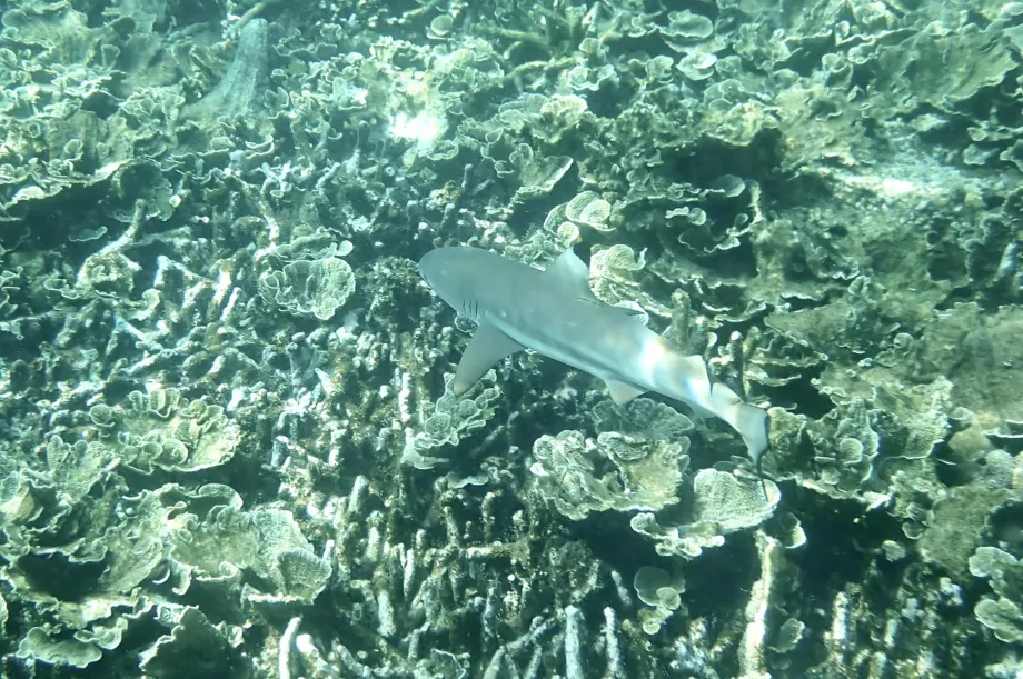 Snorkling på Tioman og en haj