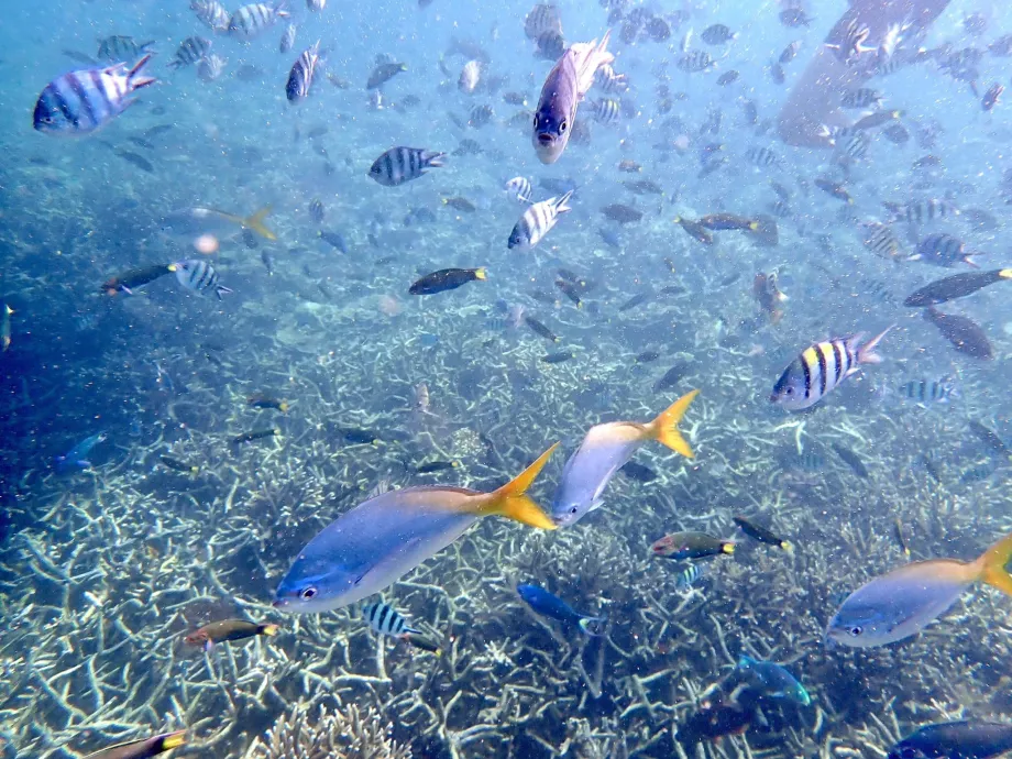 Snorkling på Tioman og fisk