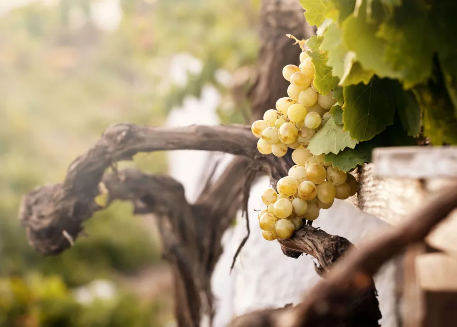 Santorini Vinmuseum